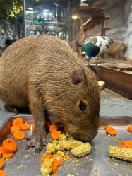 点击看大图 -Zoolung Zoolung动物主题公园(海信广场店)