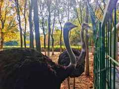 -长白岛森林公园