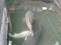 -蓝湾碧波·老字号·疍家非遗海上餐厅