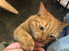 -喵屿·大理花园猫咖