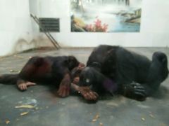 -西安秦岭野生动物园