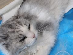-纳吉亚猫专科动物医院(康都外科中心)