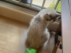 -唐小姐の私宠·宠物洗护美容·撸猫馆·购宠(周浦万达旗舰店)