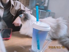 -楼上猫咖(罗湖店)