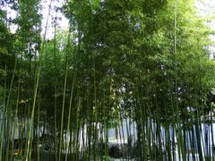 礼拜大殿北侧的竹林-松江清真寺