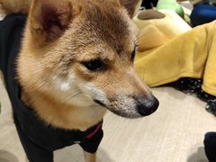 -逗柴咖啡屋·狗咖猫咖宠物桌游