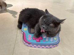 -COLOR PETS 撸猫馆·购猫·猫咖(长风大悦城店)