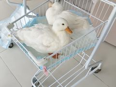 -怪兽屋·羊驼·猫咖·狗咖(俊华广场店)