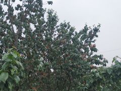 -樱桃山旅游景区