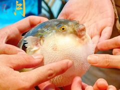 -肆月河豚·淮扬菜·湘菜(华天店)