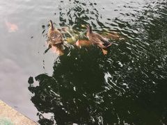 -湖鲜楼