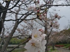 -新江湾城公园