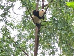 景点-成都大熊猫繁育研究基地