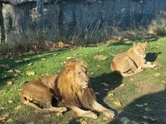 -北京野生动物园
