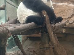 -成都动物园