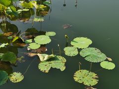 -西北湖绿化广场