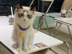 -怪兽屋·羊驼·猫咖·狗咖(俊华广场店)