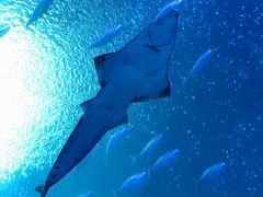 -珠海长隆海洋王国