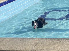 -趣玩宠物乐园寄养训犬训狗游泳池