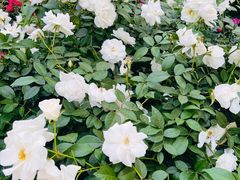 -人民公园(罗湖区)