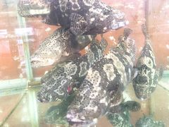 老虎斑-国际金钻海鲜餐厅