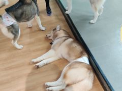 -Husky Go! 哈士奇体验馆·宠物咖啡厅狗咖