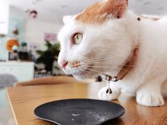 -平行世界·猫咖(首经贸店)