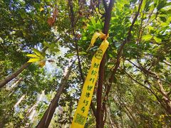 -黄埔油麻山森林公园