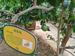 -北戴河集发农业梦想王国