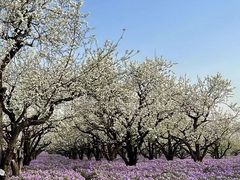 -江苏三台山国家森林公园