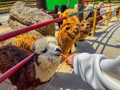 -西霞口神雕山野生动物世界