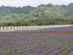 -曲江薰衣草庄园