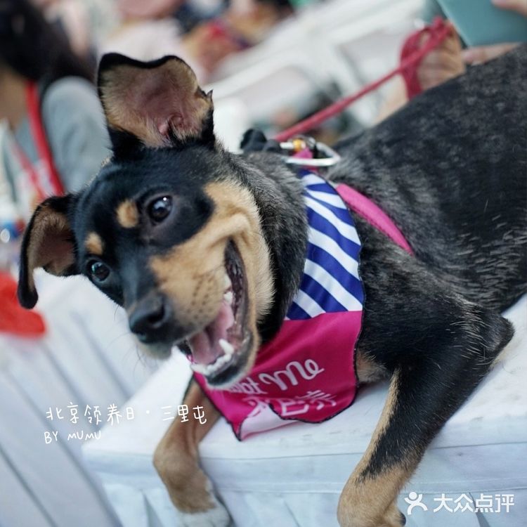 太可爱！连孙俪娘娘都为他们站台