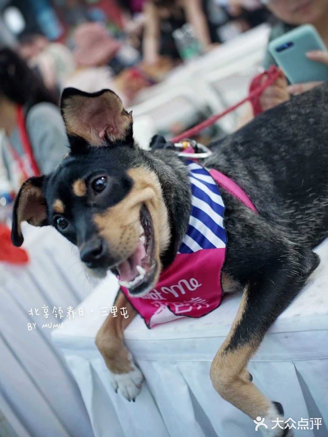 太可爱！连孙俪娘娘都为他们站台