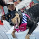 太可爱！连孙俪娘娘都为他们站台