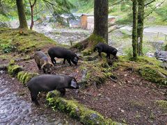 -硗碛藏寨·神木垒景区