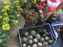 -中环花鸟鱼虫市场