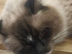 -Let's go狗咖·猫咖·奶狗·桌游(春熙路IFS店)
