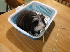 -藦茜花园宠物主题亲子互动体验馆(国顺东路店)