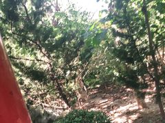 -塘沽森林公园