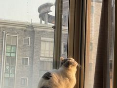 -翊宠yipet猫狗购宠庄园犬舍•猫舍