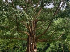 -深圳仙湖植物园