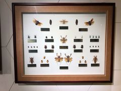 -上海昆虫博物馆
