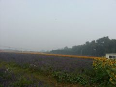 -北京东方普罗旺斯薰衣草庄园