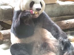 -灵玲国际马戏城