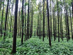 -黄海国家森林公园