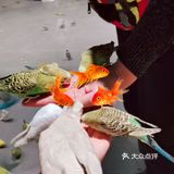 可以和羊驼玩耍的室内动物园