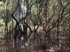 -东寨港红树林旅游区