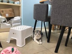 -老吴的猫·猫舍(新区店)