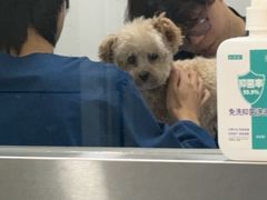 -特一安24小时宠物医院·骨科·中兽医